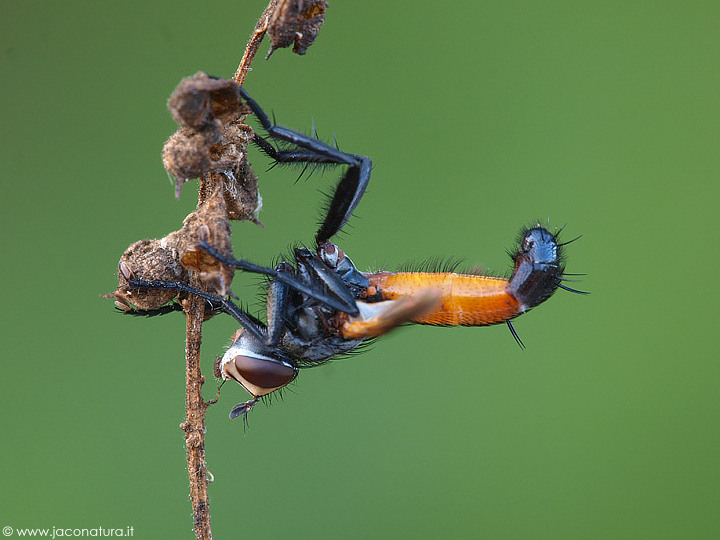 Cylindromyia sp.  (Tachinidae)